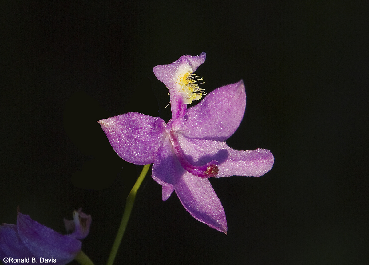 Grass Pink Flower