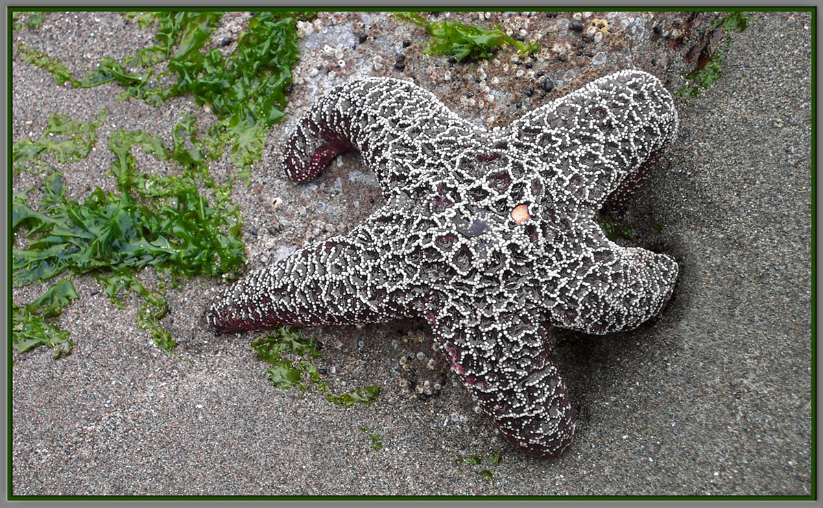 StarFish die-off