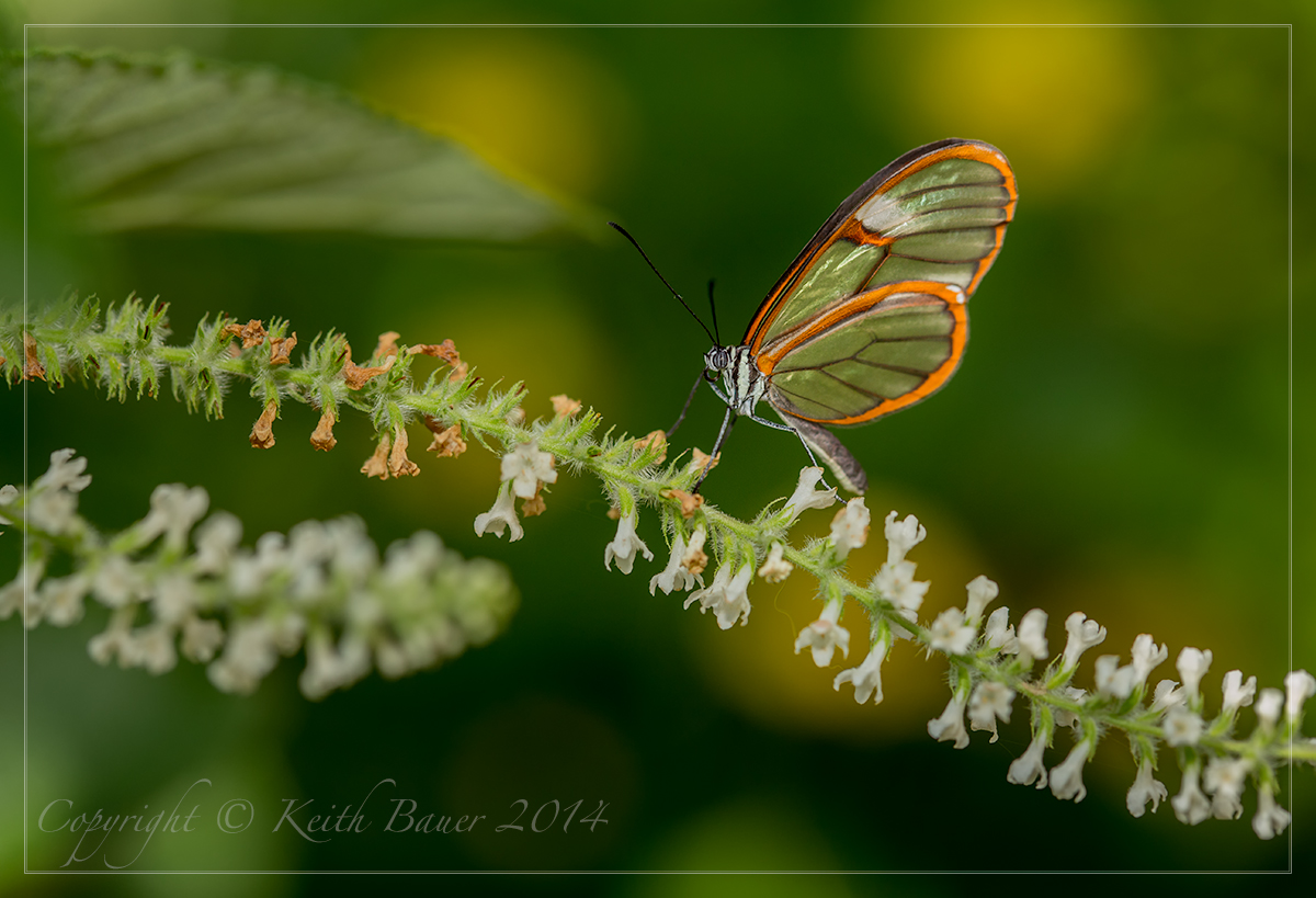Glass Wing Butterfly