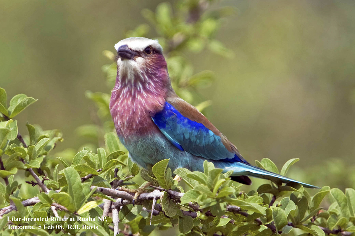 Lilac-breasted Roller