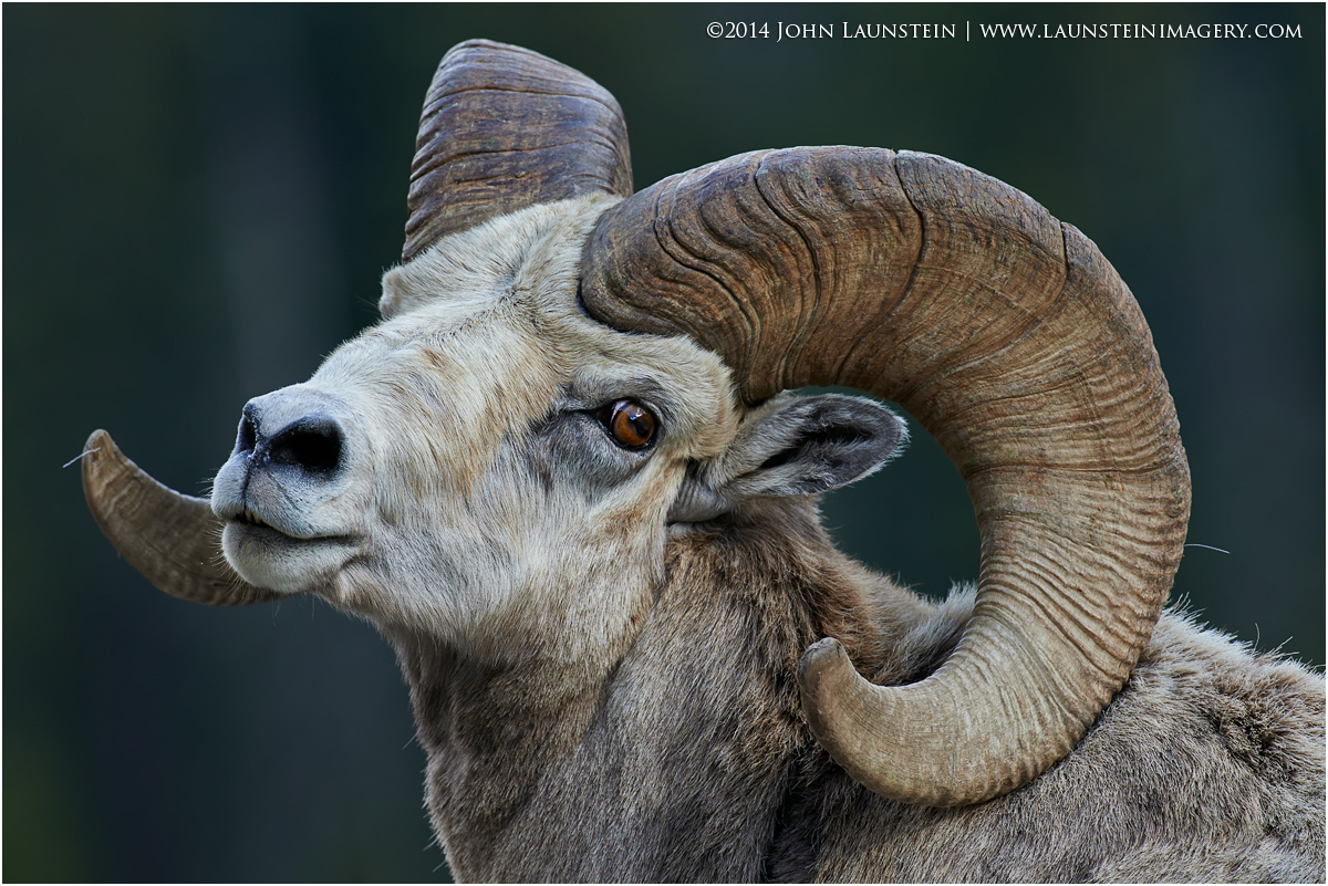 The Poser - Bighorn Ram