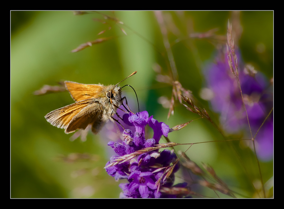 A Skipper's World