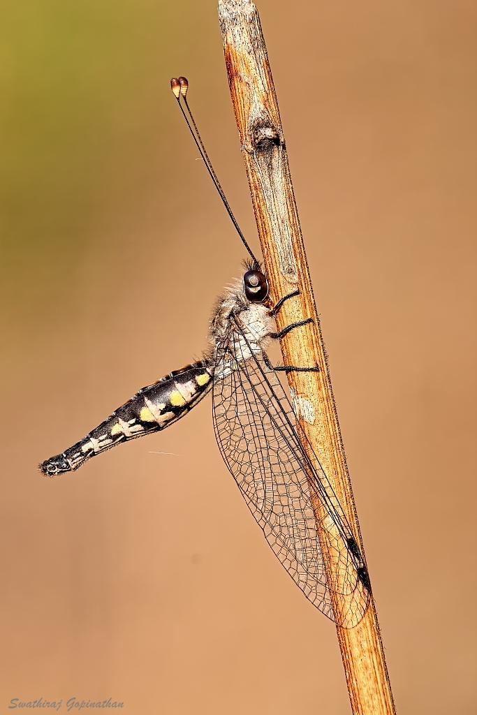 Image 2 Owl Fly