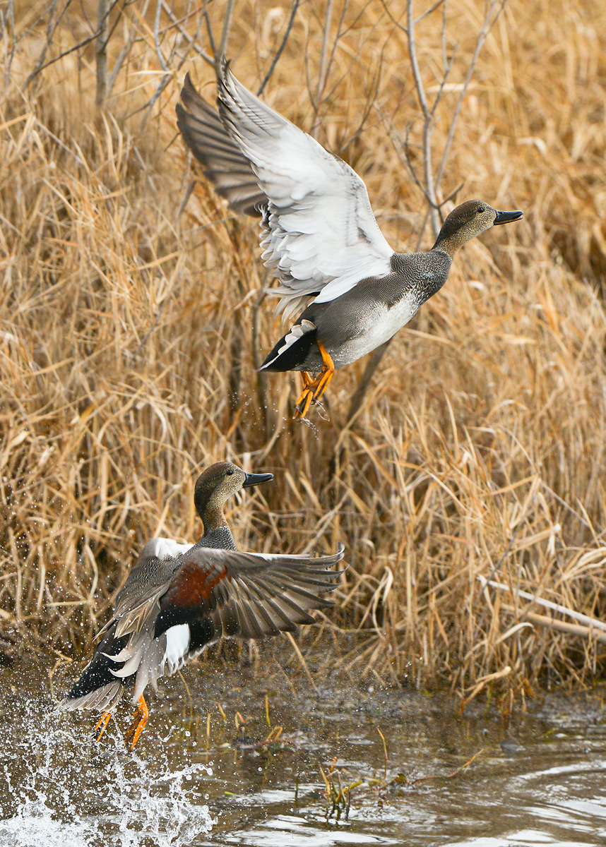 Gadwalls taking flight
