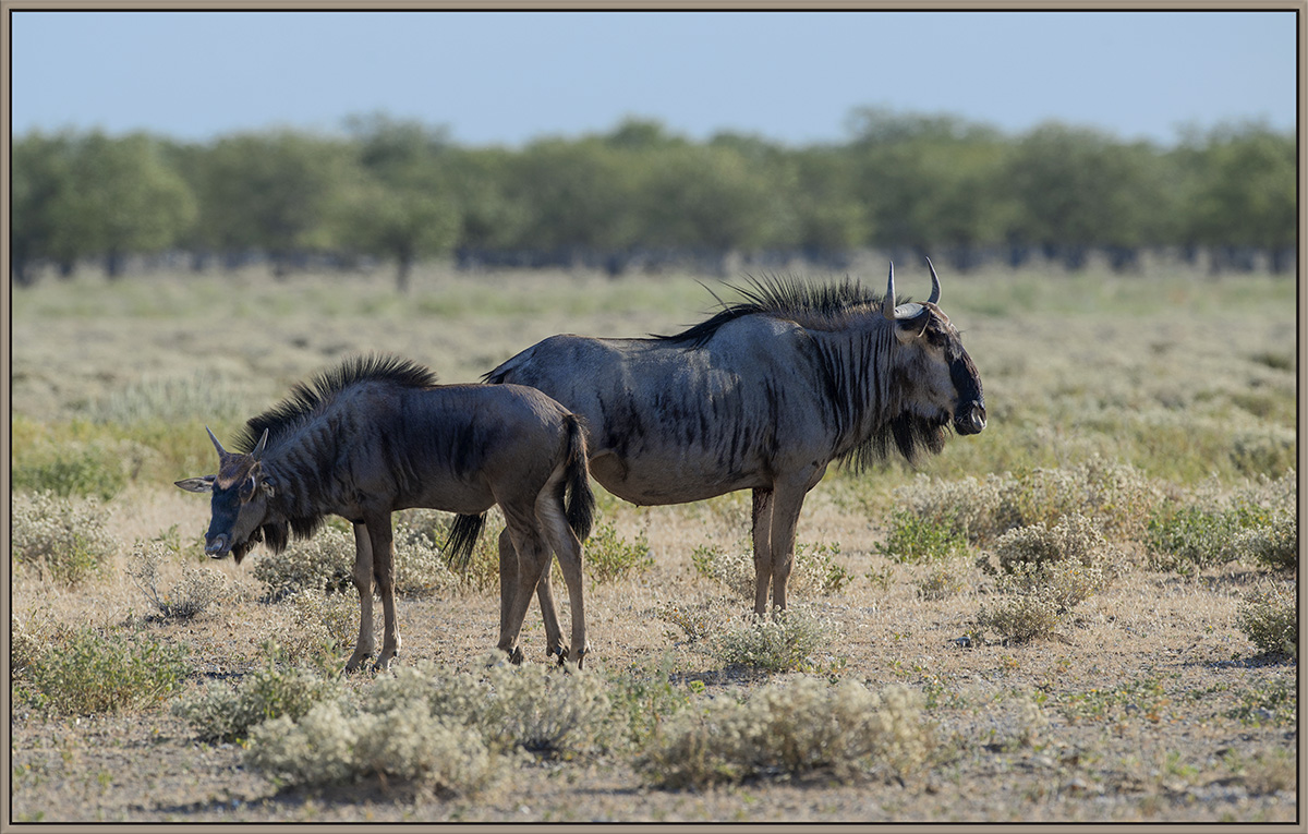 Wildebeast + Calf