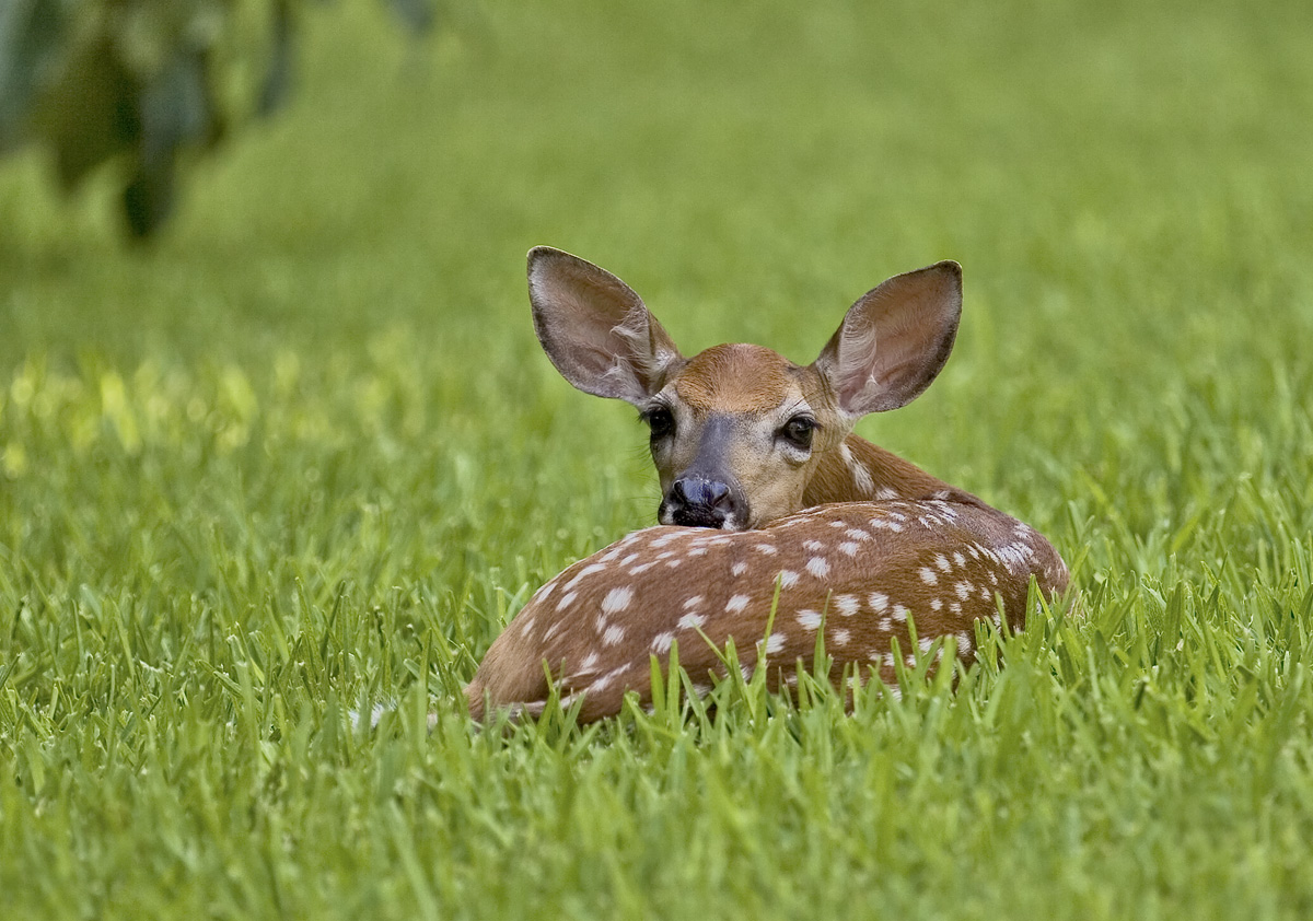 Texas Whitetail Fawn