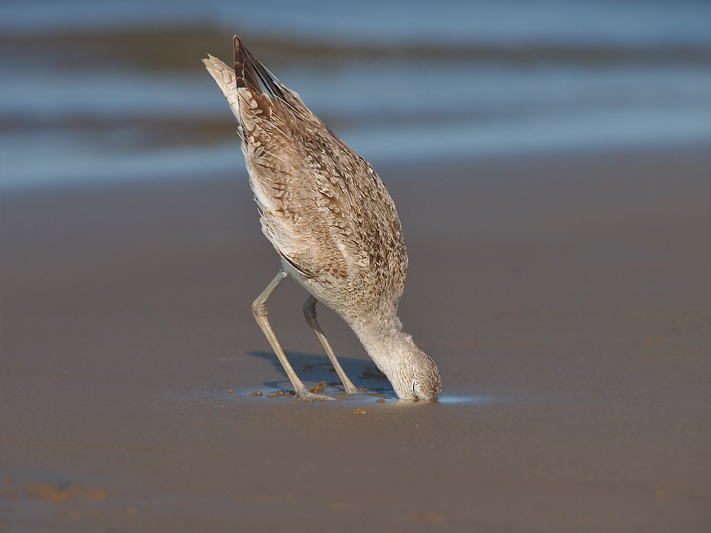 Willet Mud Dive