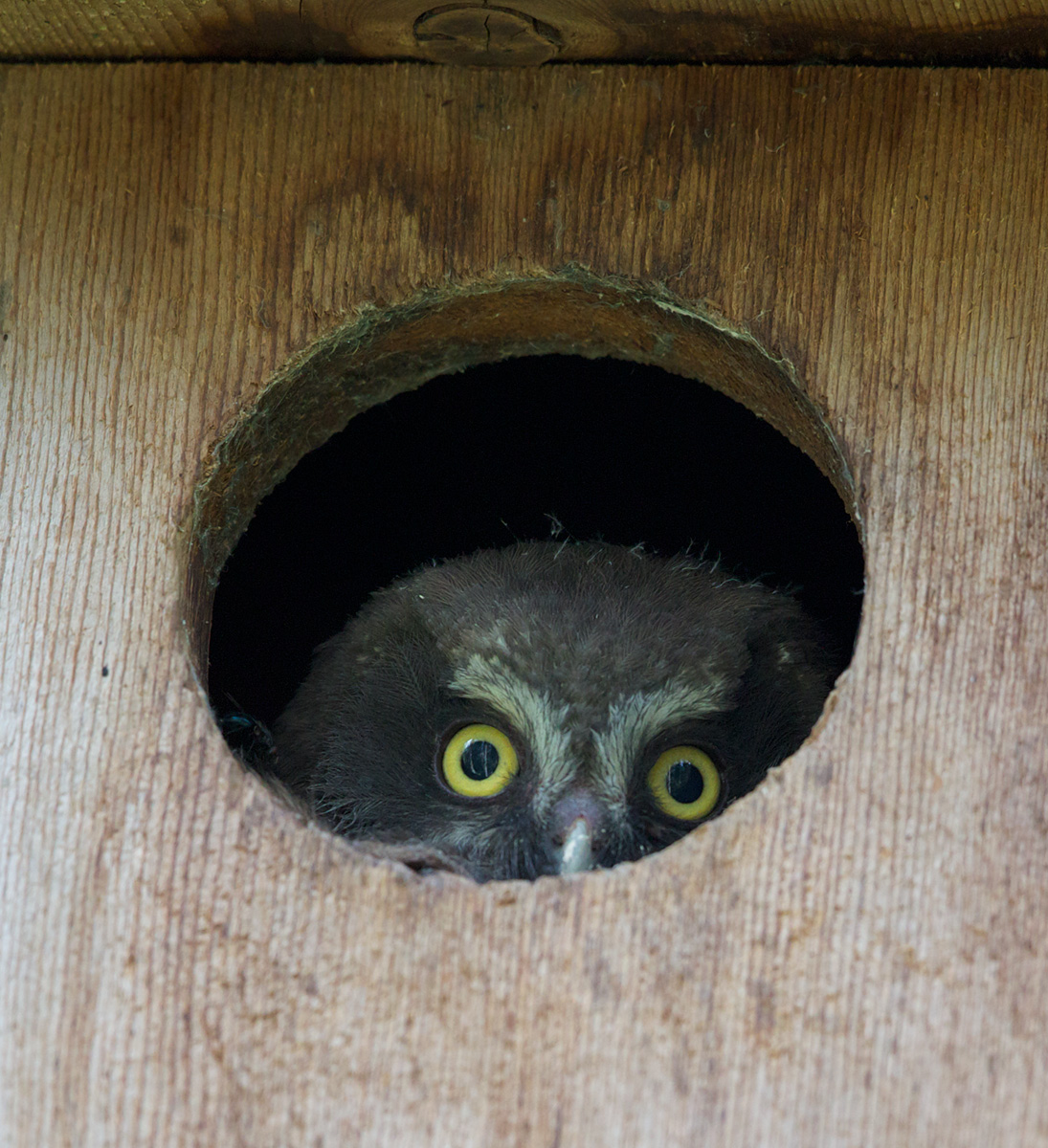 Boreal Owlet
