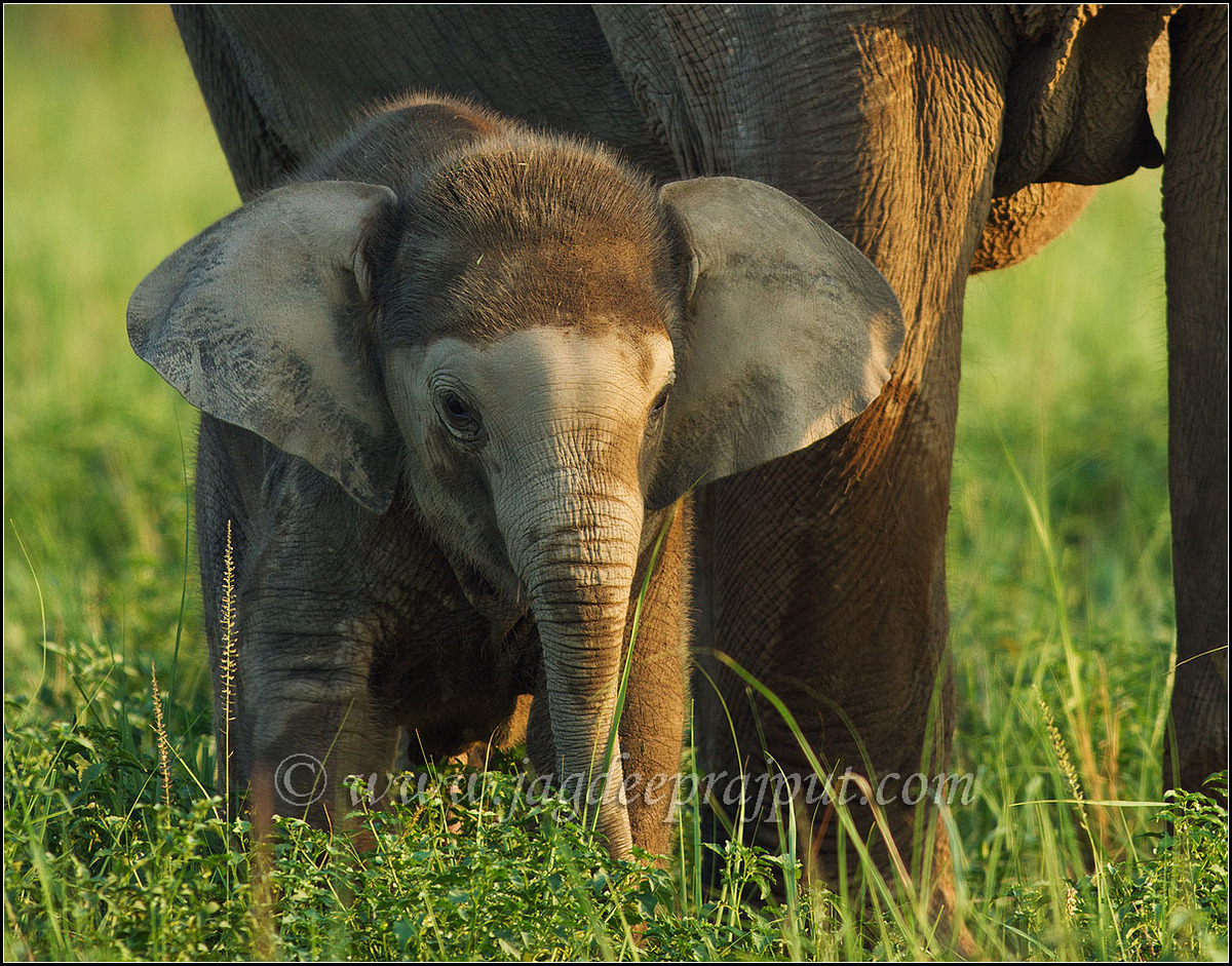 Elephant calf