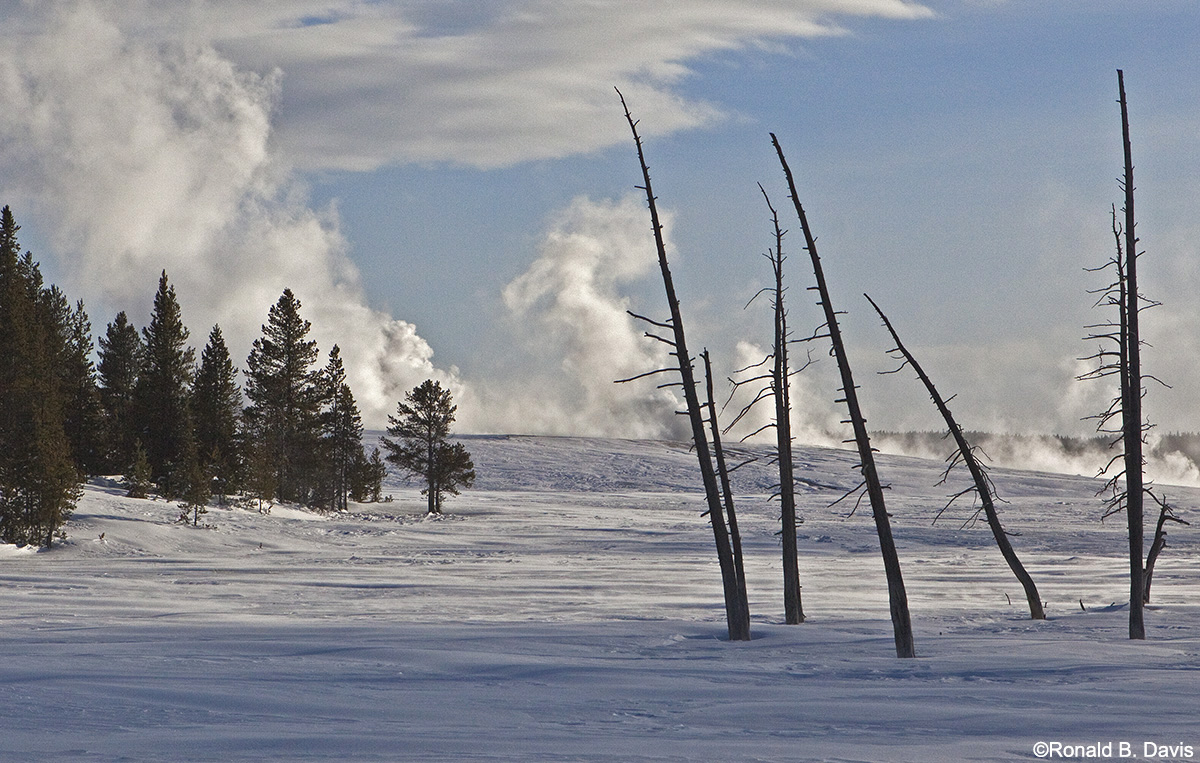 Trees & Steam