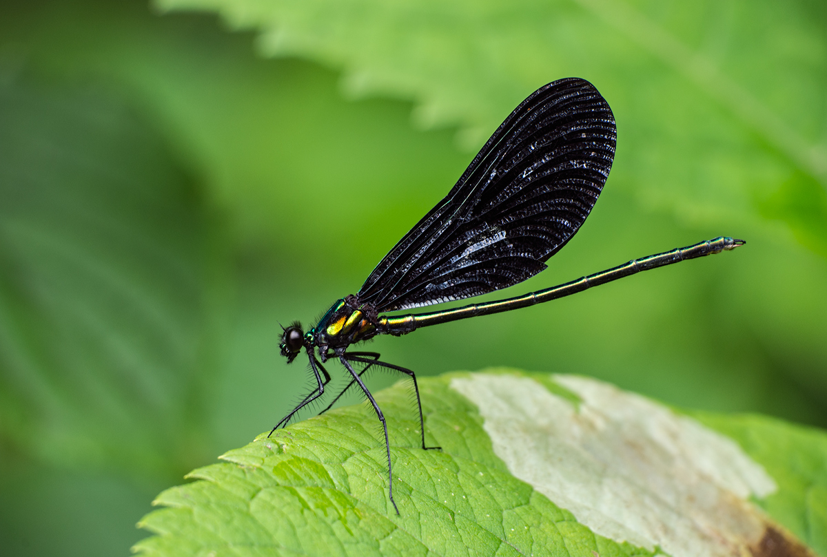 Ebony Jewelwing
