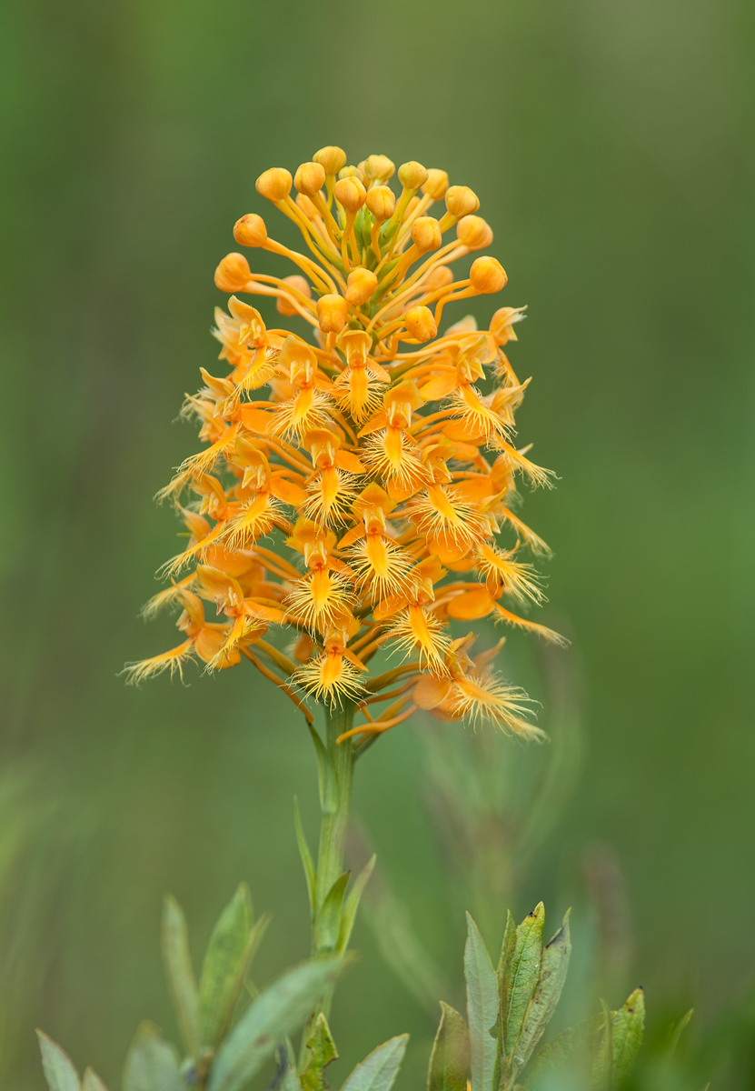 Orange Fringed Orchid