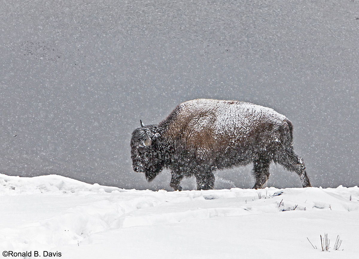 Bison in Storm II