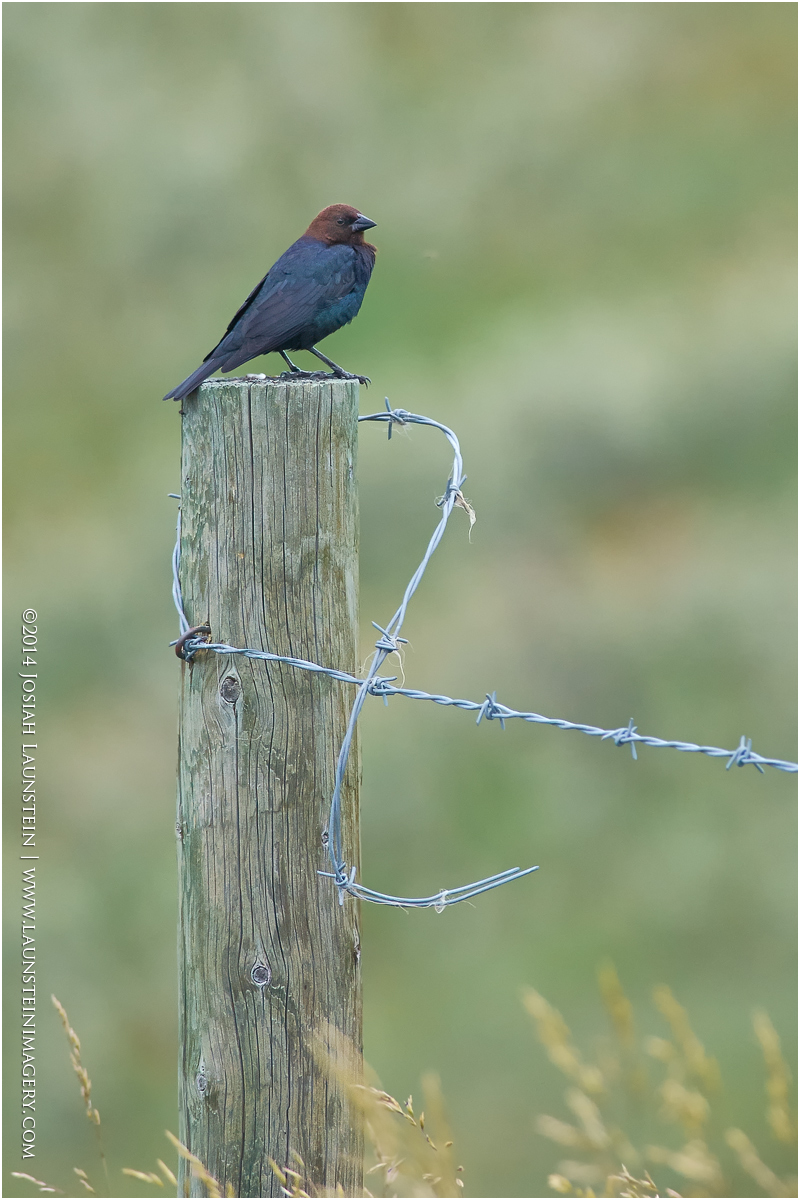 Brown-headed Cowbird