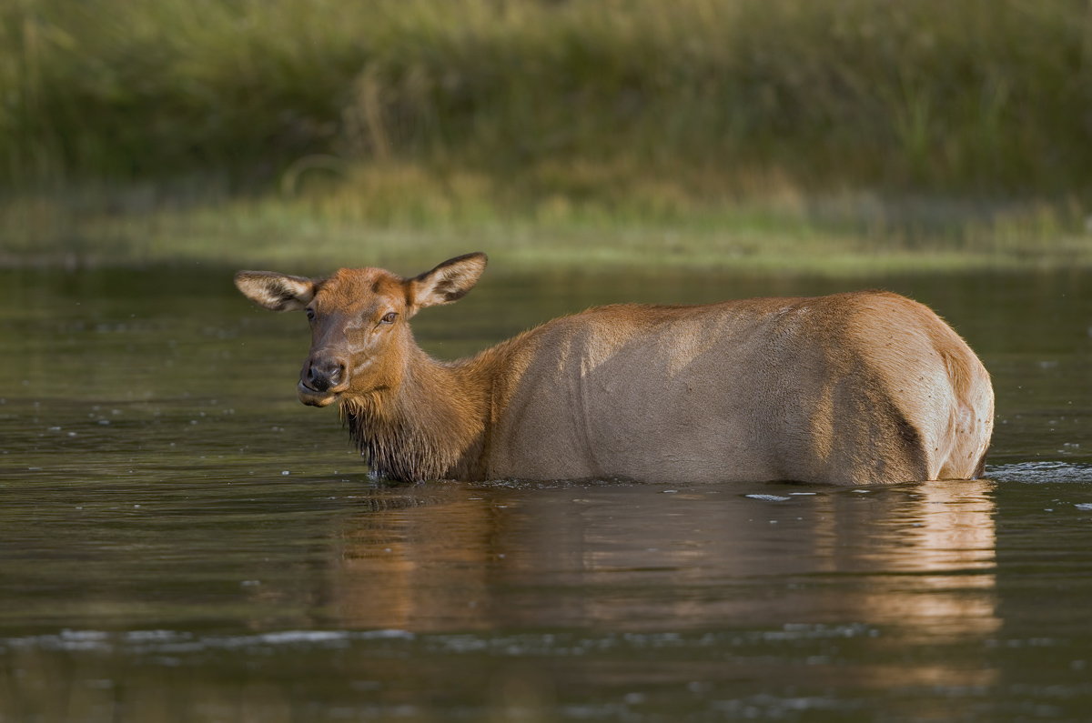 Cool Cow