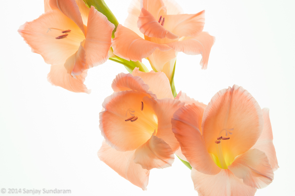 Gladiolus Afloat