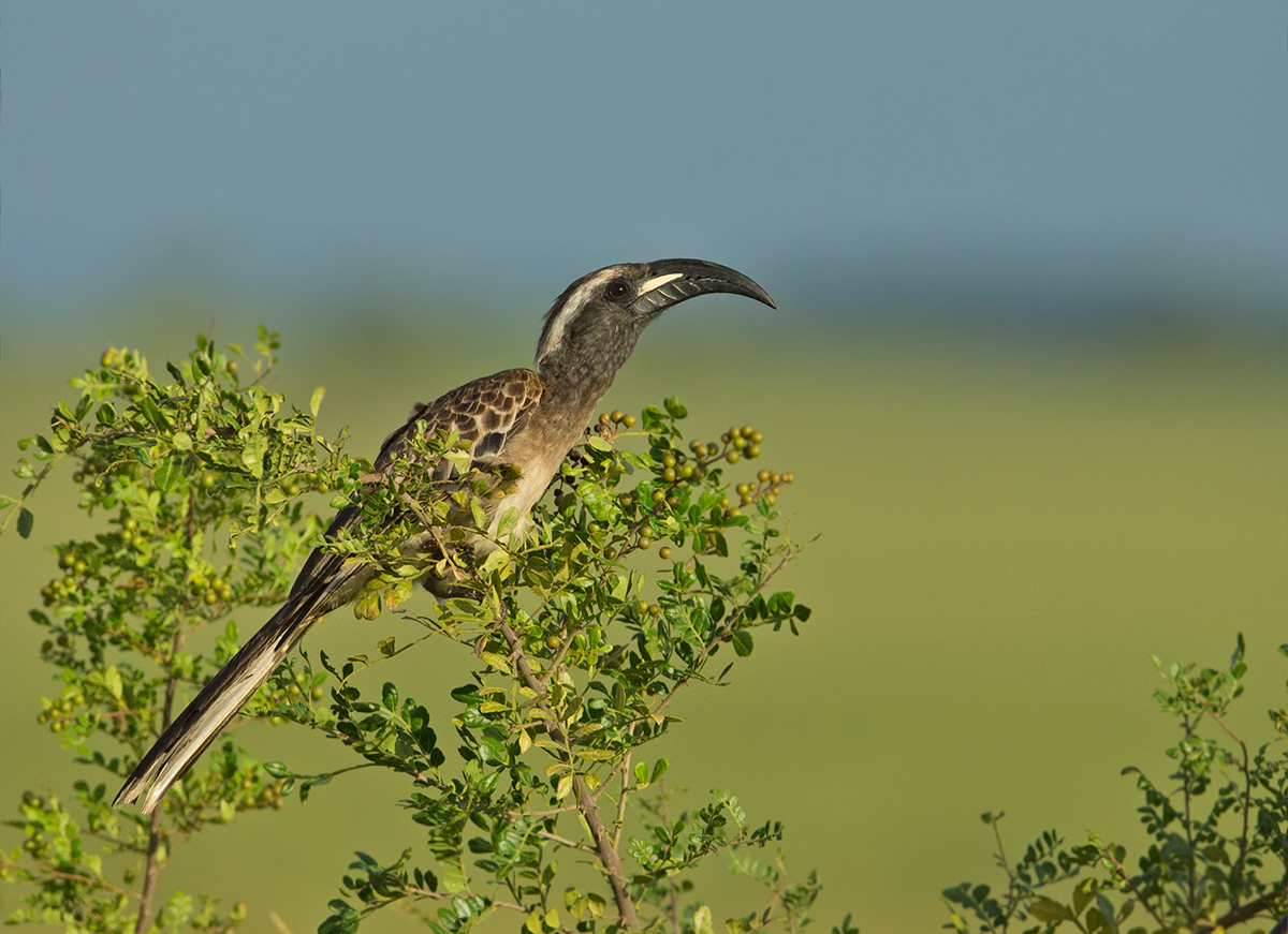 Grey Hornbill