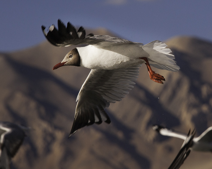 Brown headed gull