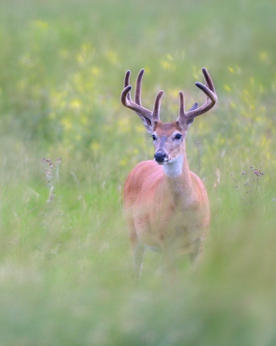 Isolating a buck