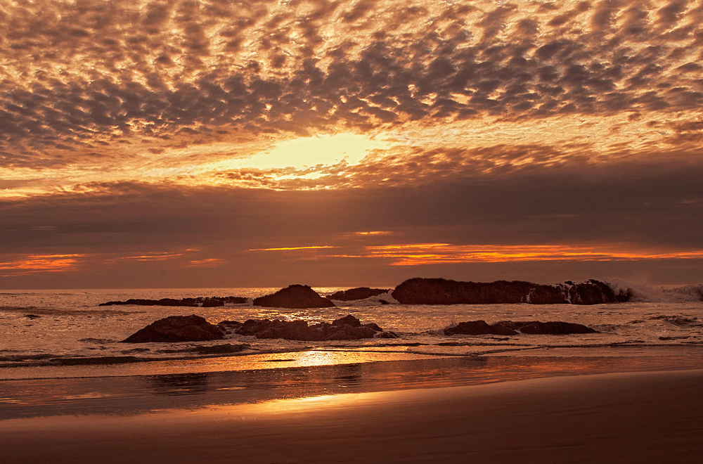 Seal Rock Gold
