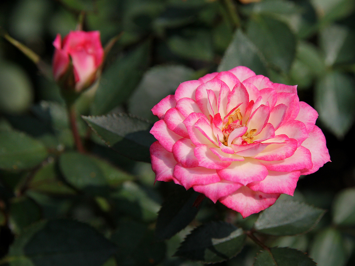 Miniature Rose