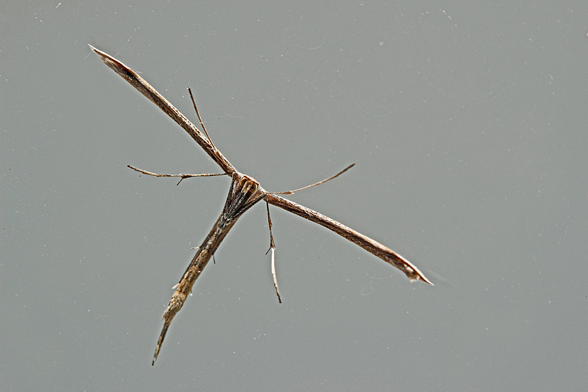 Moth?
