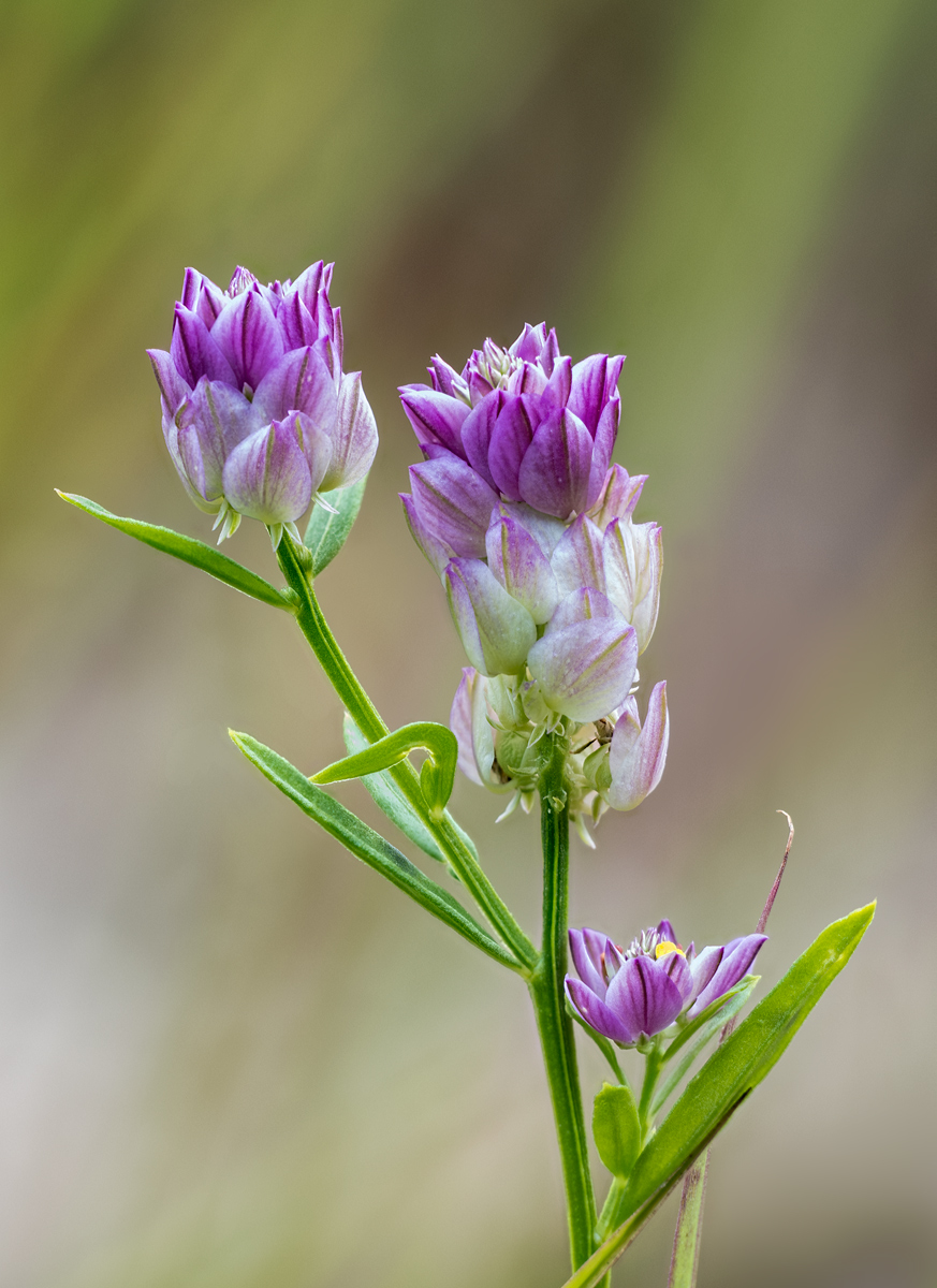 Field Milkwort