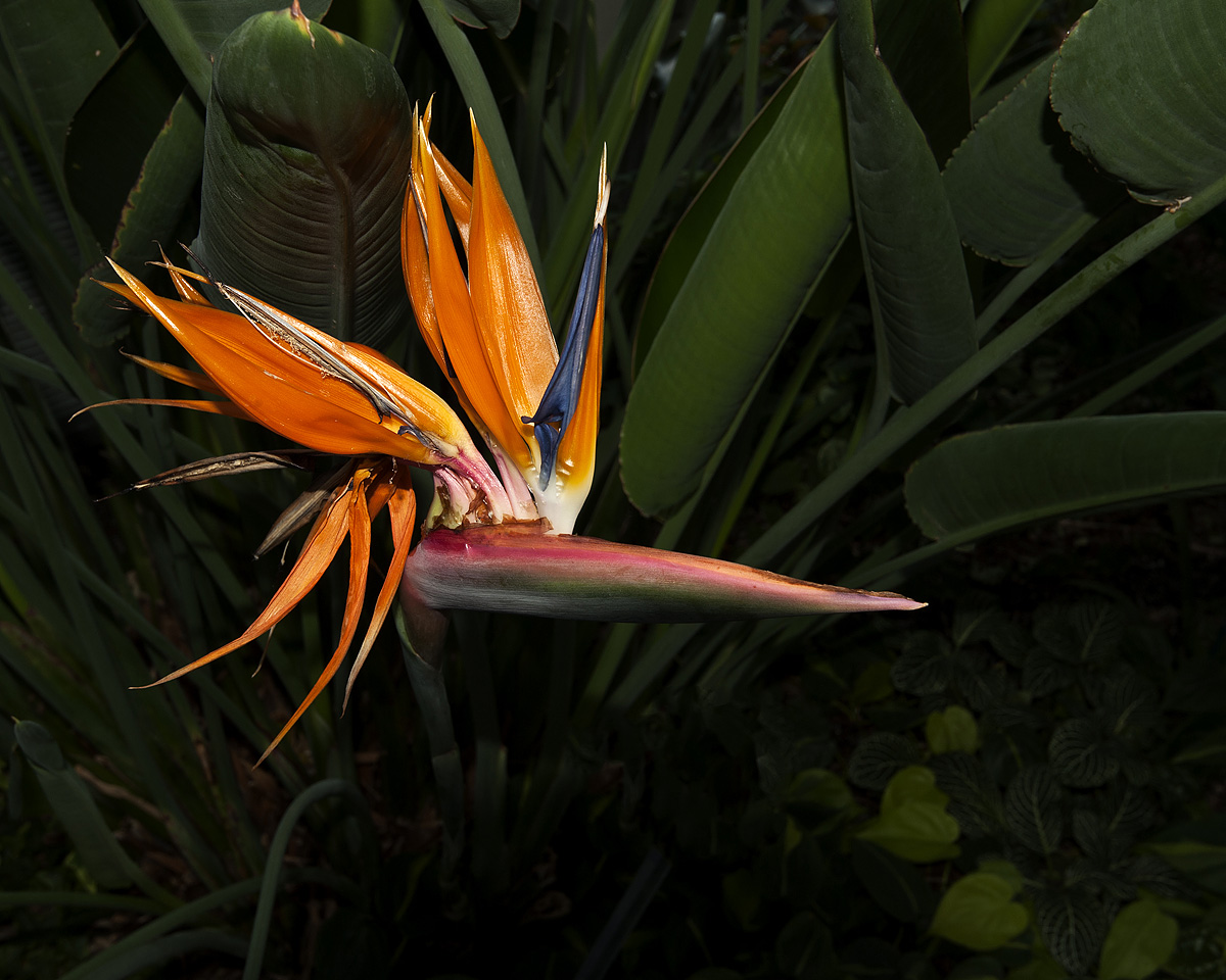 Bird of Paradise