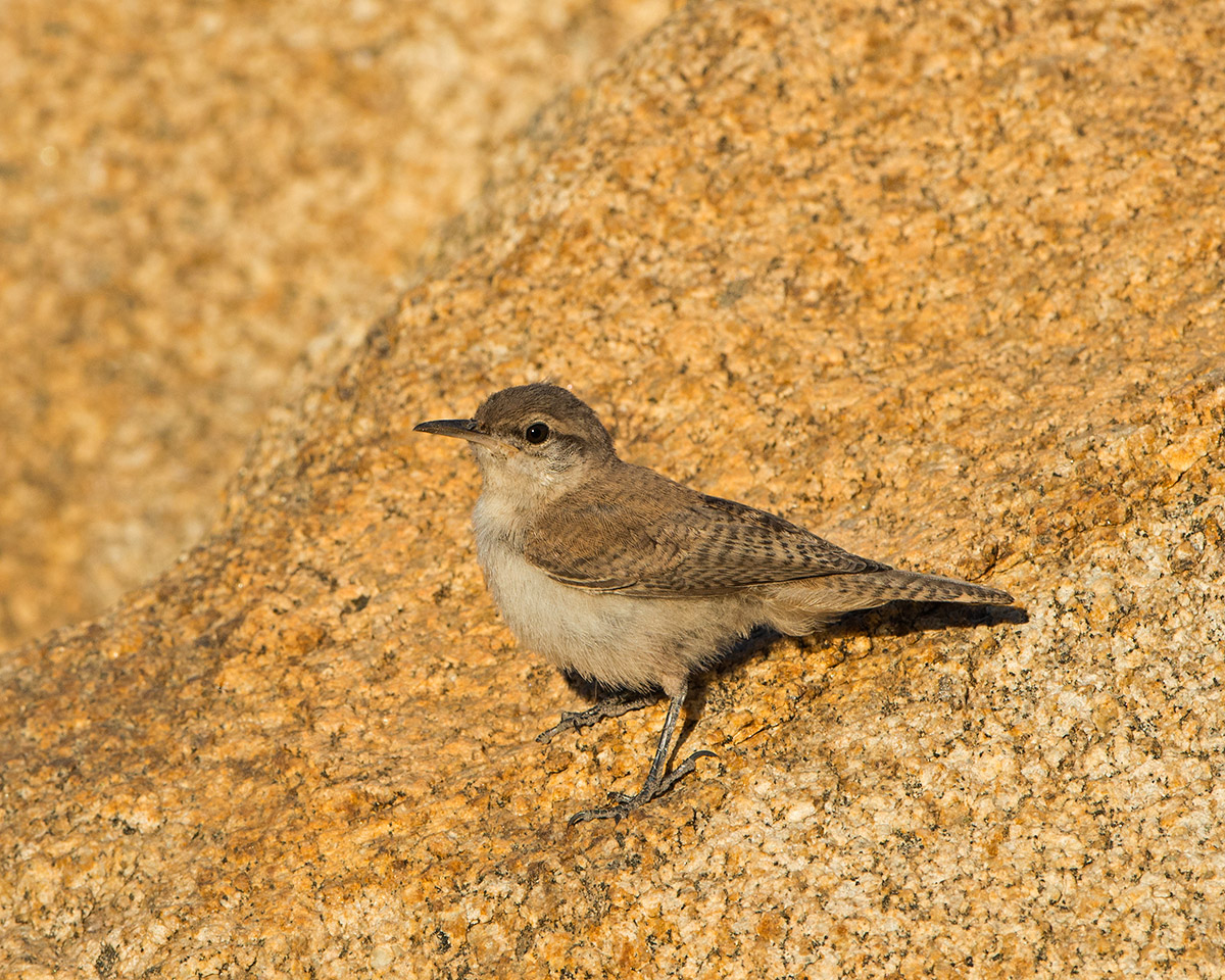 Rock Wren