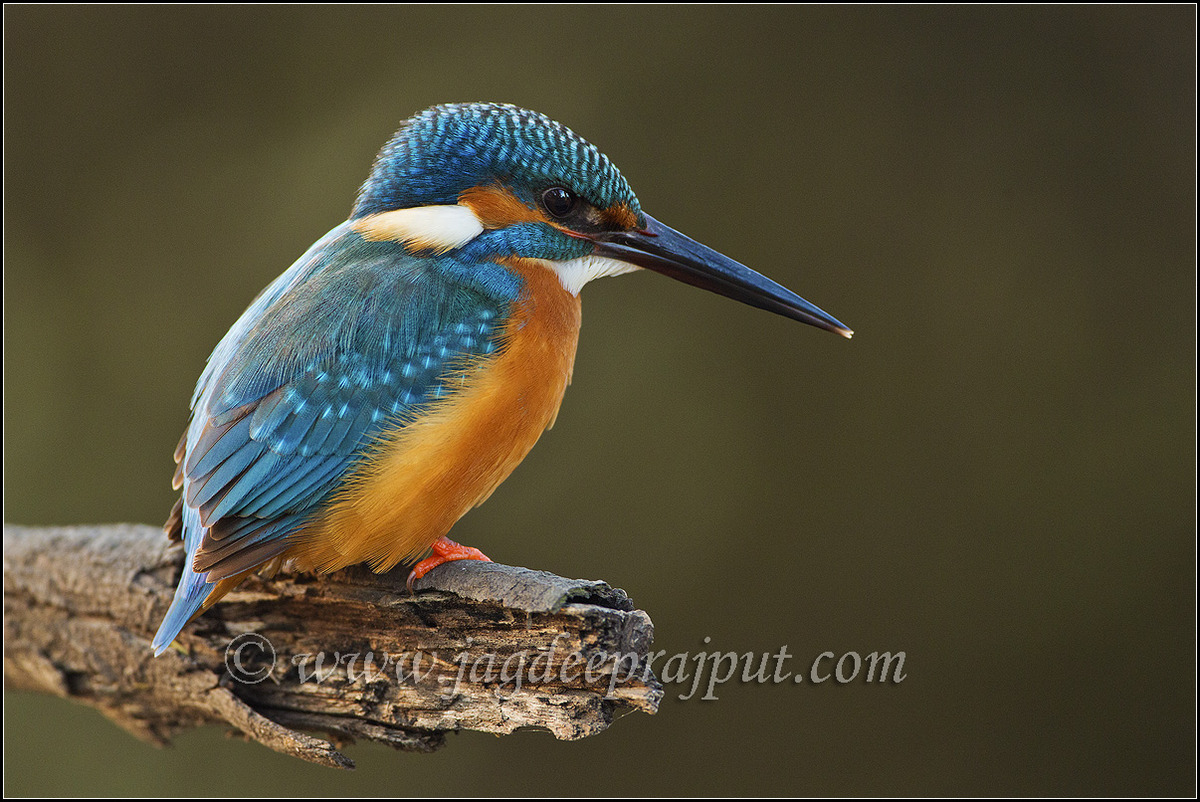 Small Blue KF
