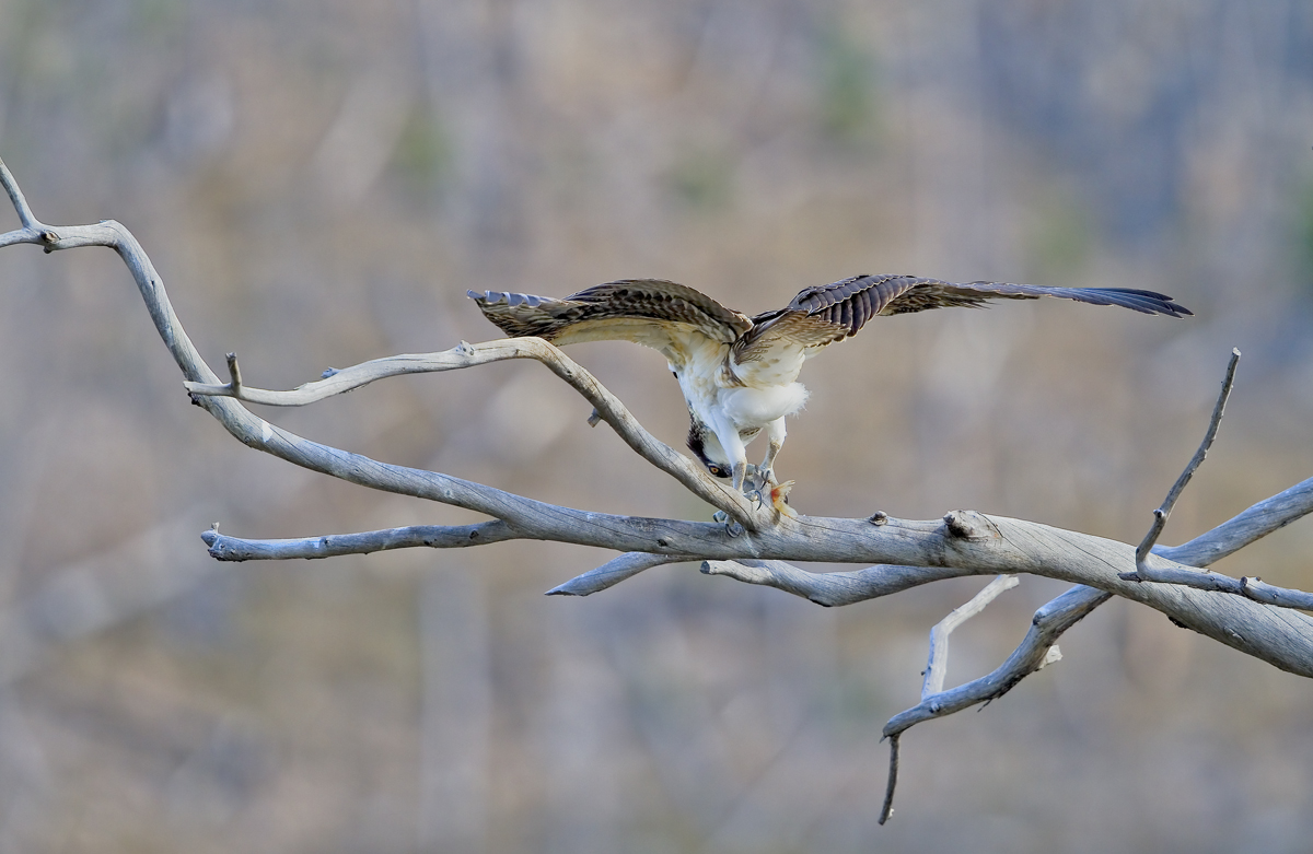 Osprey Lunch