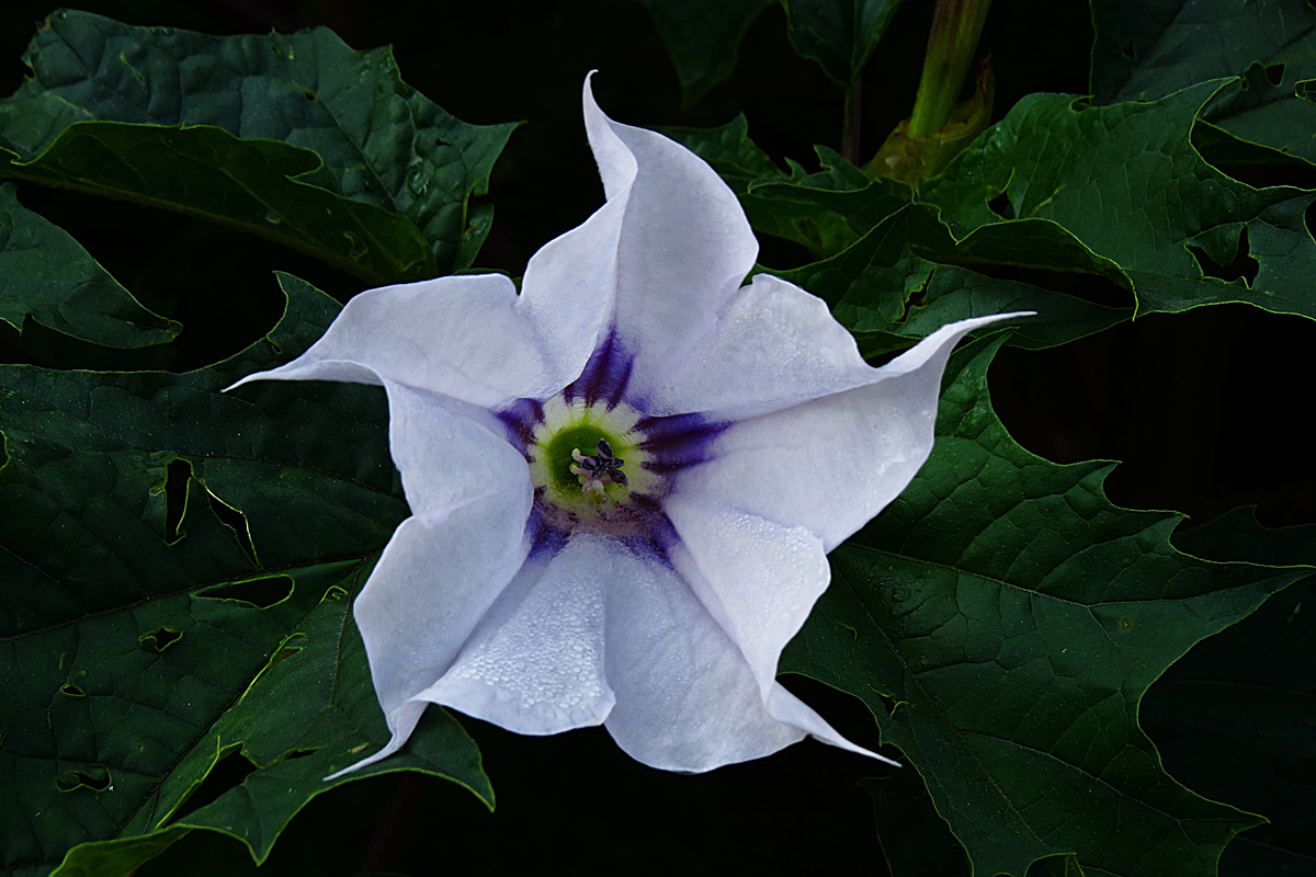 Moon flower open