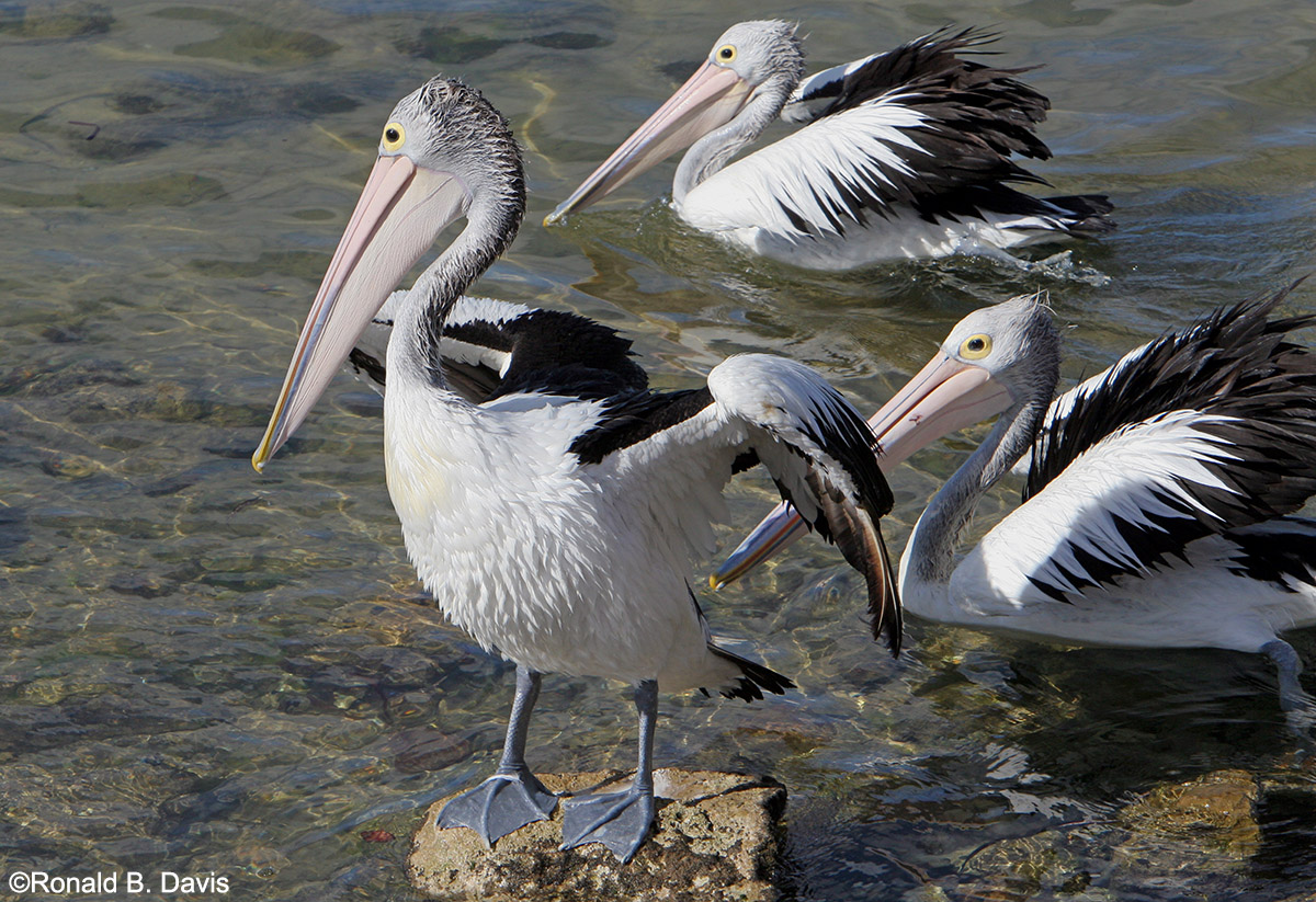 Australian Pelicans