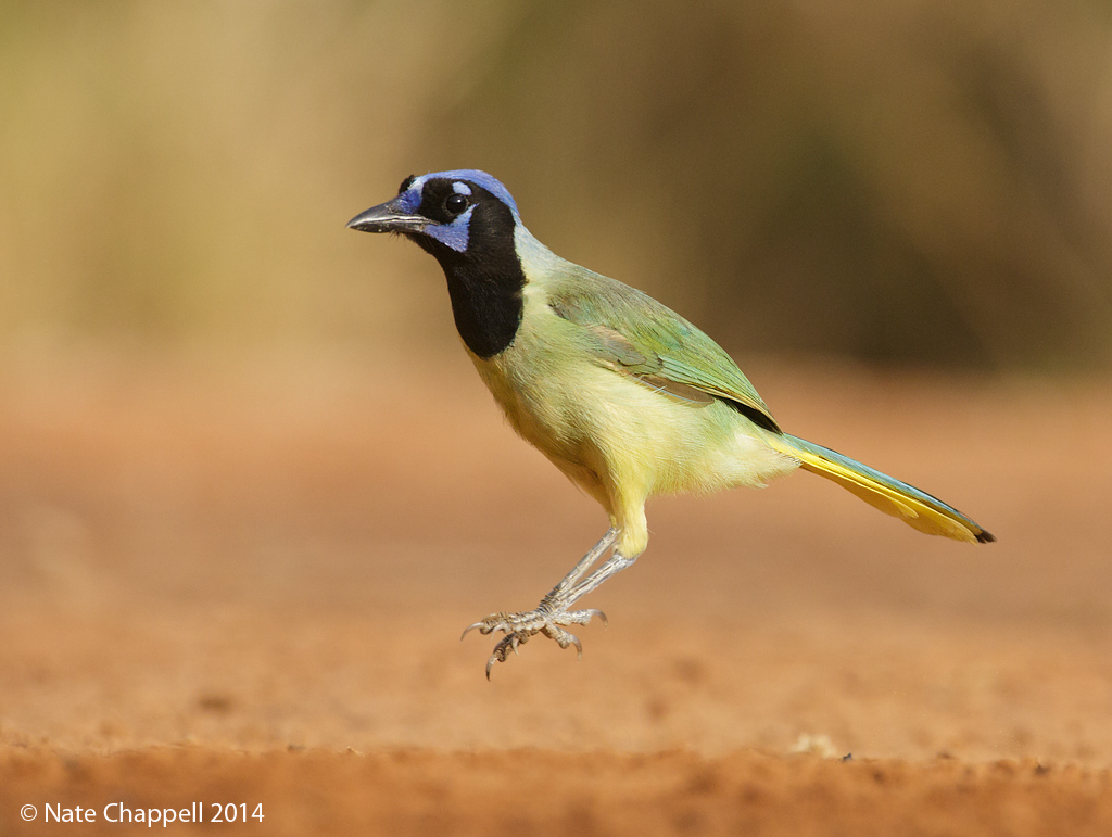 Green Jay Jumps