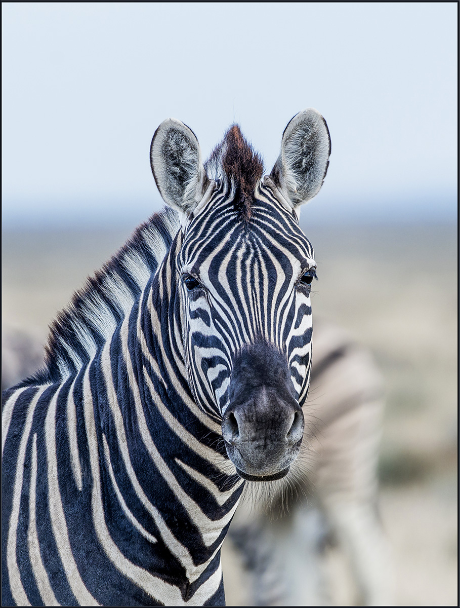 Zebra Portrait