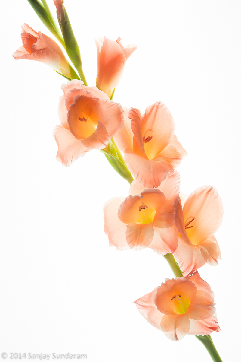Gladiolus - Vertical
