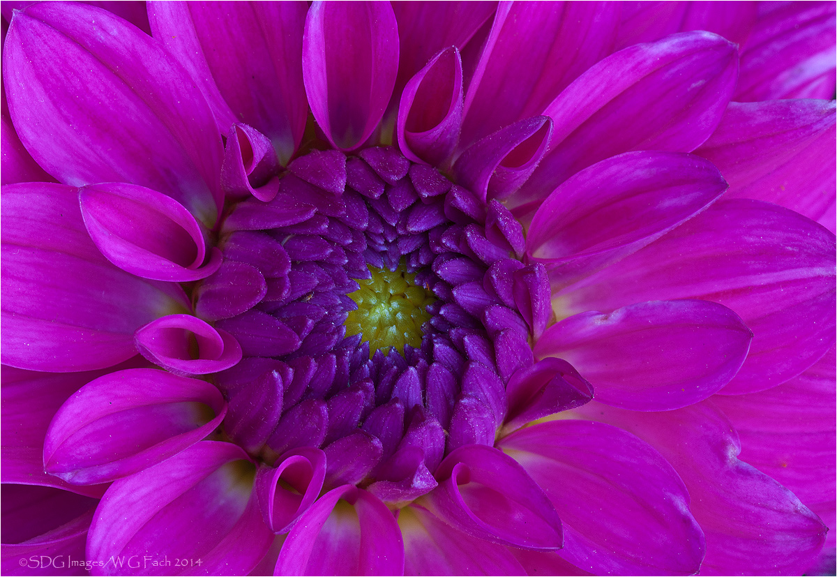Dahlia Classic
