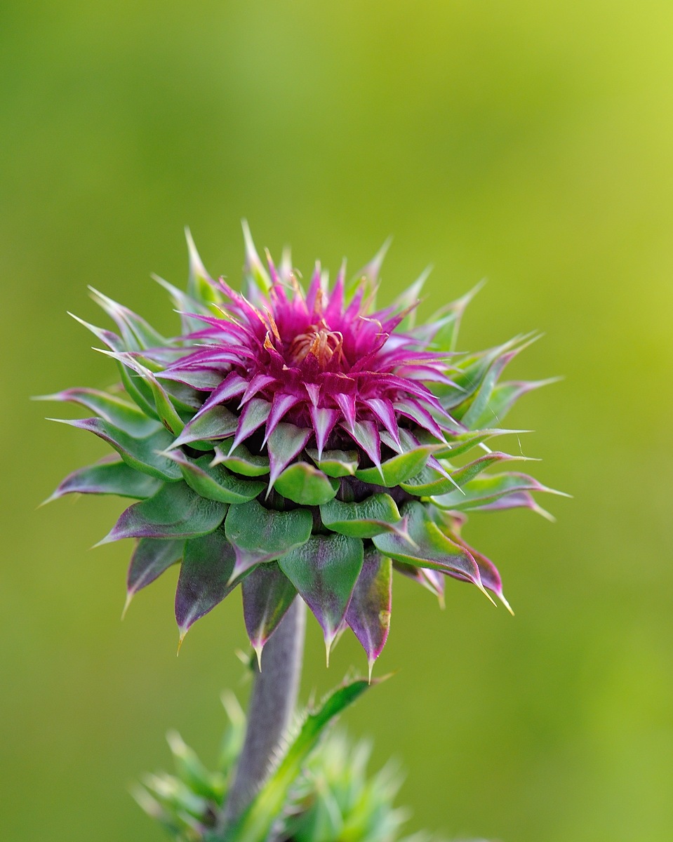 wavy leaf thistle bud
