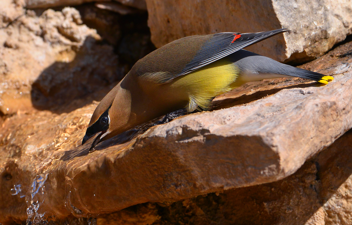 Waxwing at fountain