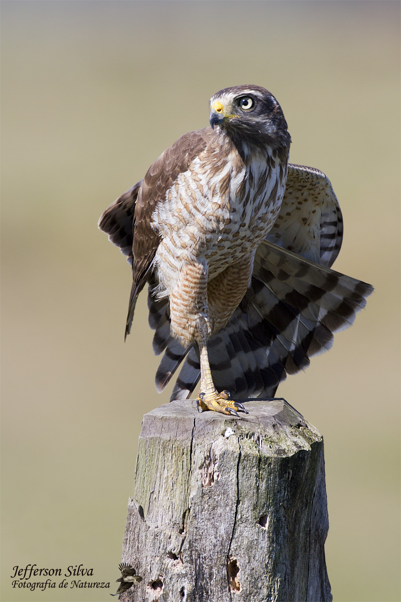 Roadside Hawk