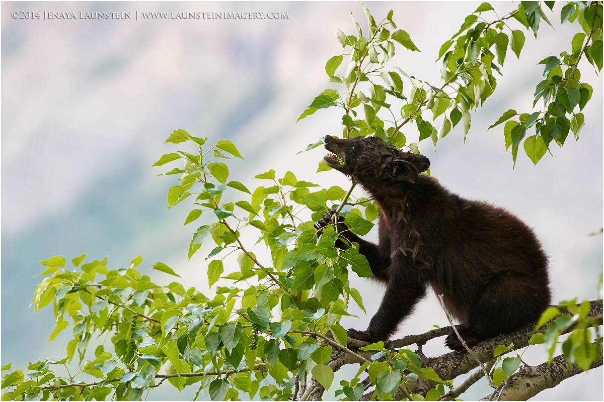 Snackin' In A Tree