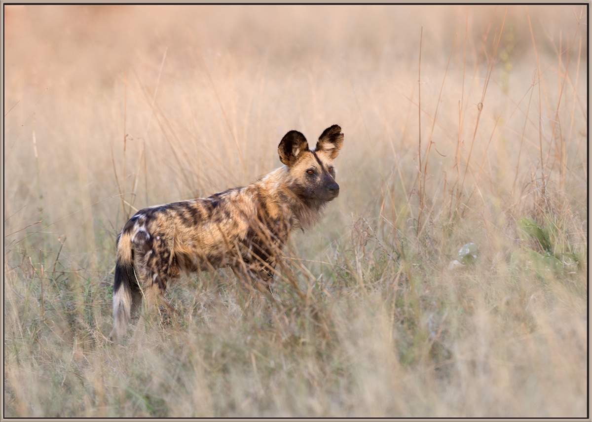 Wild Dog