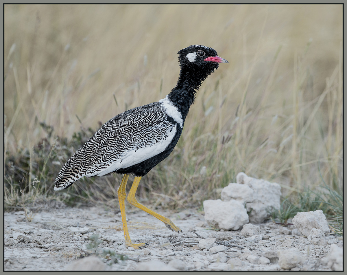 White-Quilled Bustard