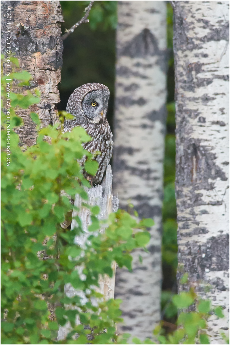 Great Grey in Forest