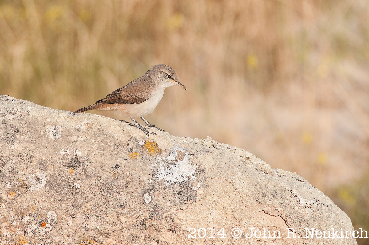 Badlands wren