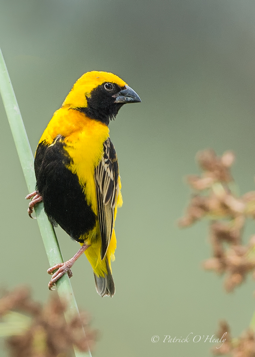 Yellow-crowned Bishop