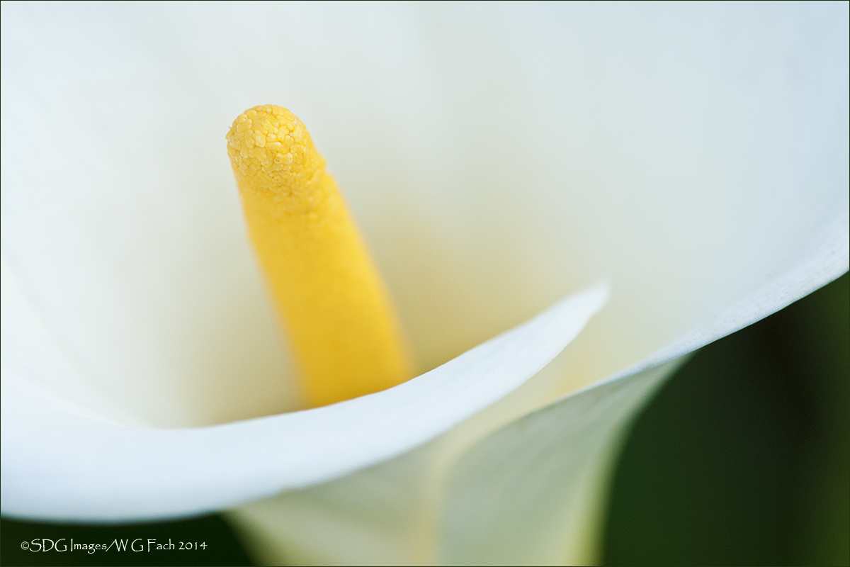 Calla Classic