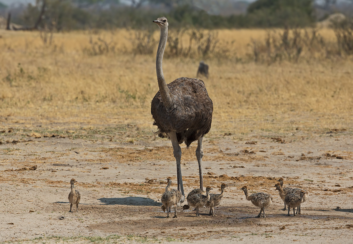 Happy Family