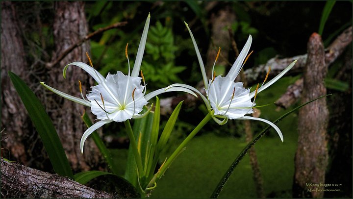 Spider Lily