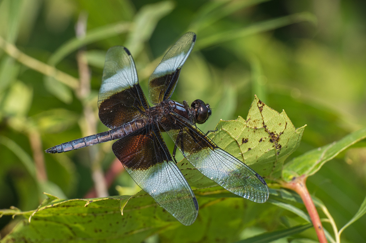 Widow Skimmer 